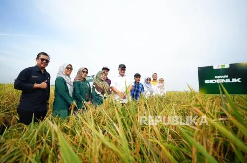 BRIN Panen Perdana Benih Padi Unggul Mutasi Nuklir di Subang