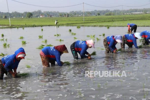 El Nino Mengintai, Kementan Lakukan Tanam Serentak | Republika Online