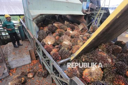 Harga CPO Naik Tajam, Bea Keluar dan Pungutan Ekspor Disesuaikan