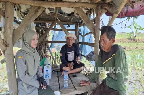 Harga Gabah Naik dan Pupuk Lancar, Petani Sejahtera di Era Prabowo