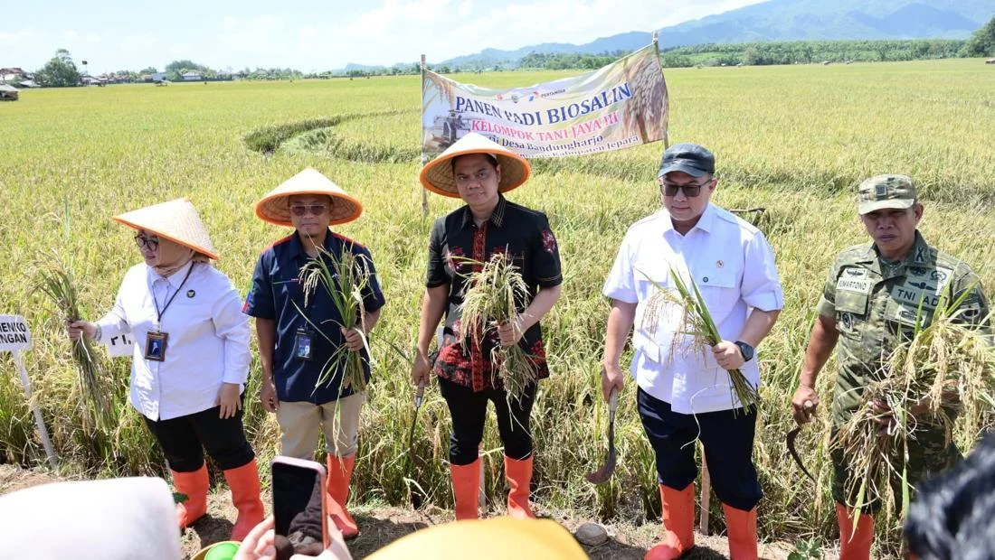 Inovasi Padi Biosalin Jepara: Panen 22 Hektare di Tengah Cuaca Ekstrem