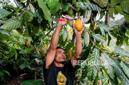 PT DPM Dorong Hilirisasi Kopi dan Kakao Guna Stabilkan Ekonomi Dairi