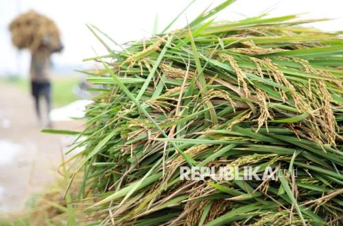 Aceh Besar & Kementan Perkuat Ketahanan Pangan Lewat Tanam Padi Serempak