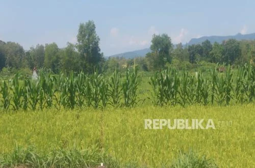 Antisipasi El Nino: Kementan & Pemda Jaga Ketahanan Pangan Gunungkidul
