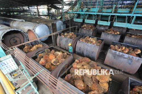 Apkasindo Dukung Ekspor Sawit Satu Pintu, Minta Harga TBS Naik