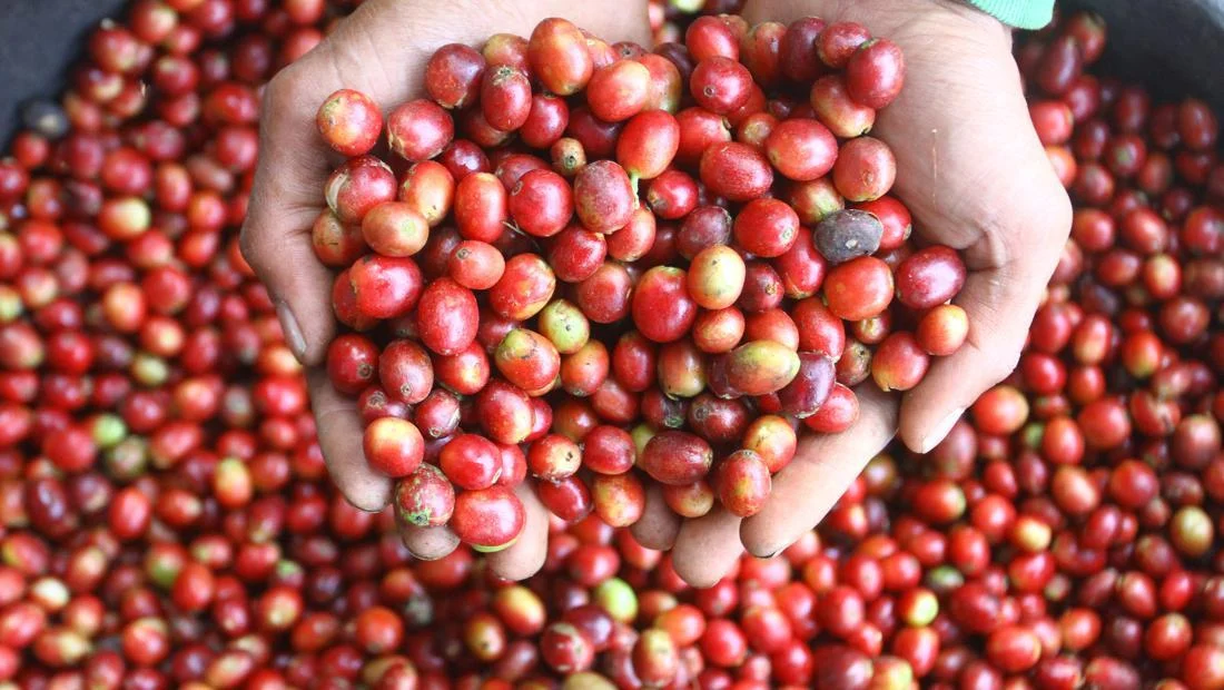 Banjir Aceh: Kopi Arabika Gayo Pulih, Rp 40 M Bantu Bibit