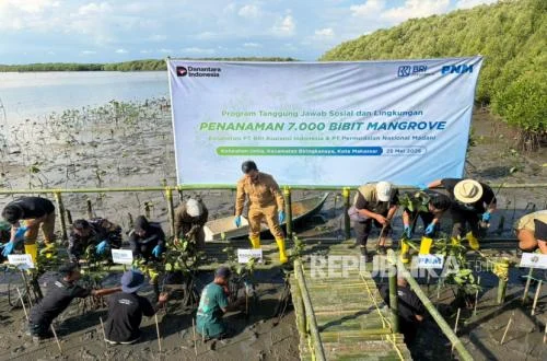 BRI Insurance & PNM Tanam 7.000 Mangrove di Makassar