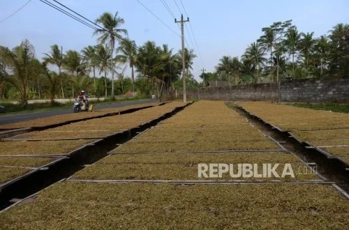 Cukai Tembakau Layer Baru Dorong Petani & UMKM Legal