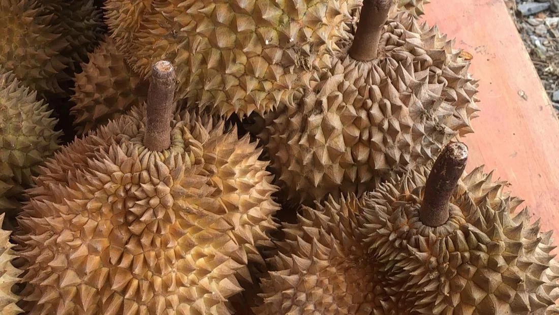 Durian Sulawesi Tengah Merajai Pasar China, Ekspor 459 Ton Senilai Rp 42,5 Miliar