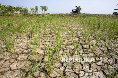 El Nino Ancam Lahan Tadah Hujan Bandung Barat, Petani Siap Adaptasi