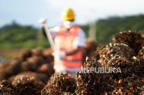 Emiten Sawit Indonesia Keluar Indeks MSCI, Ada Apa?