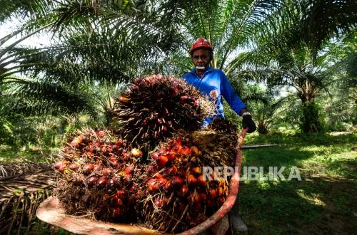 Gejolak Harga TBS Sawit Segera Diatasi, Transisi Ekspor Satu Pintu Lancar