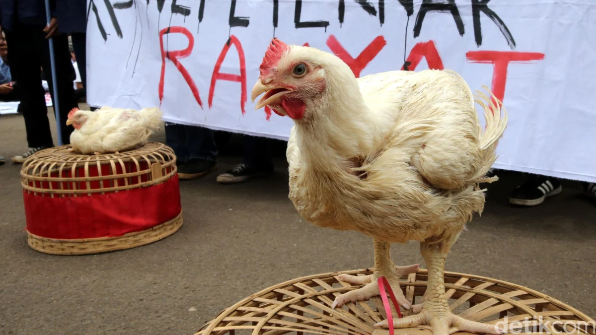 Harga Ayam Anjlok, Peternak Menjerit