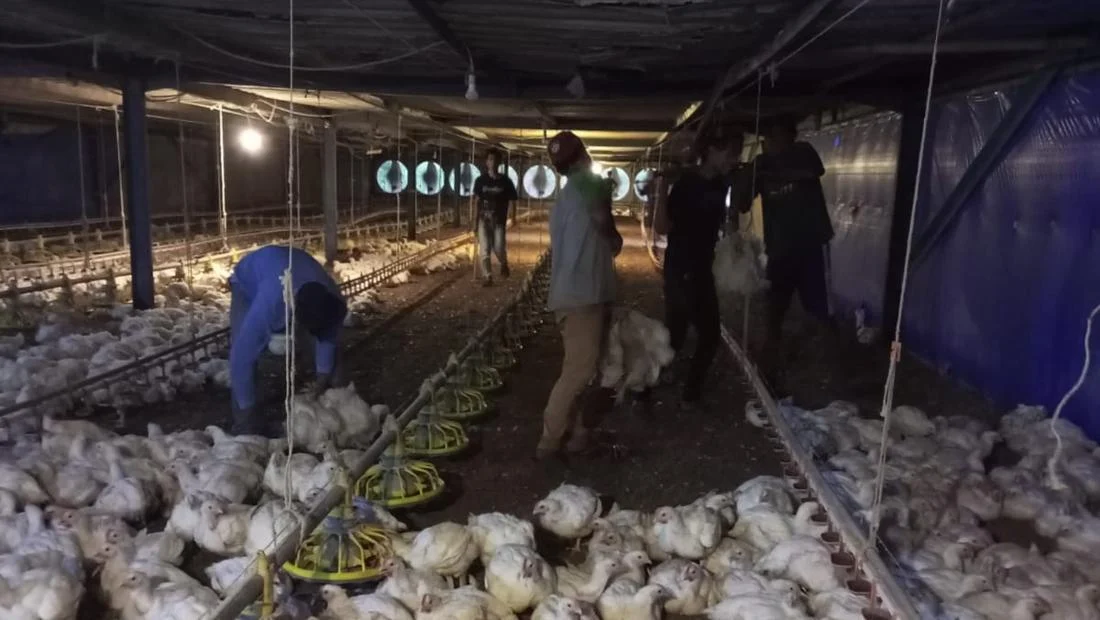 Harga Ayam Anjlok, Peternak Tertekan di Bawah Acuan Pemerintah