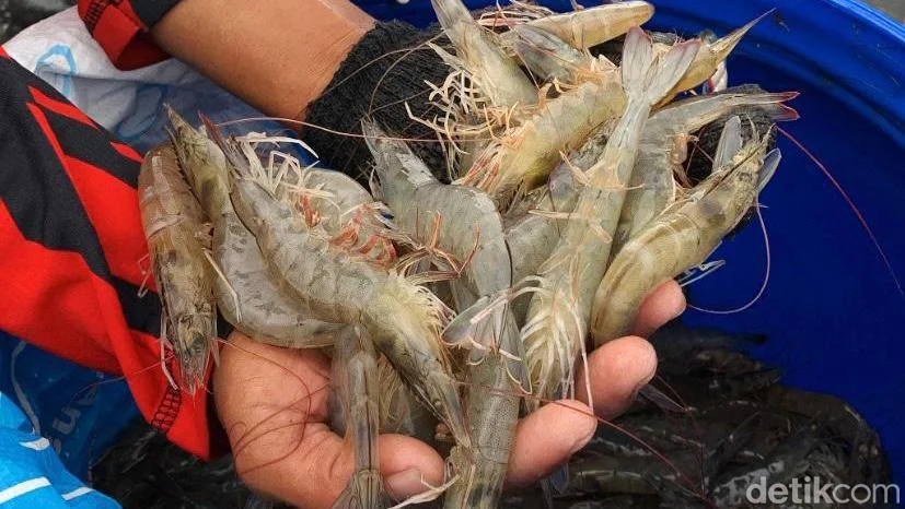 Indonesia Kembali Ekspor Udang ke Arab Saudi Pasca Moratorium