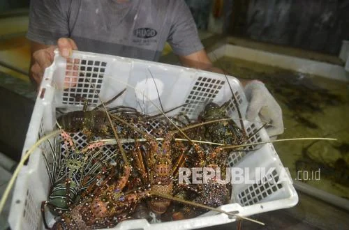 Indonesia Sambut Baik Pencabutan Moratorium Ekspor Udang ke Arab Saudi