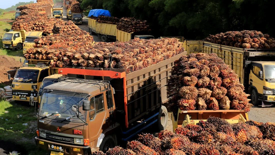 Industri Sawit Indonesia Dorong Inovasi Teknologi Hadapi Tantangan Berat