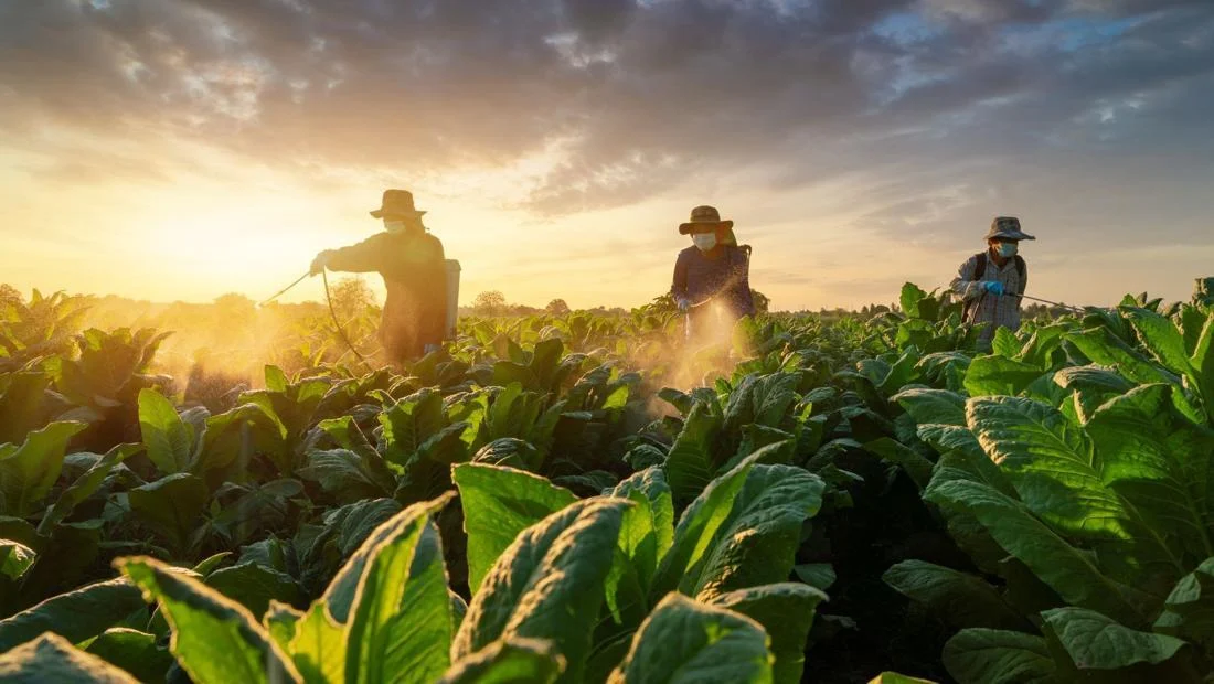 Industri Tembakau Terancam Larangan Bahan Tambahan Kretek