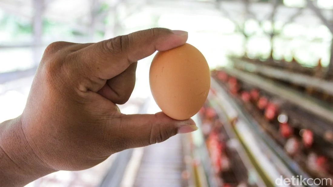 Kementan Usulkan Tambah Telur di Program Makan Bergizi Gratis