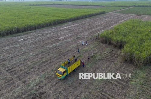 Koperasi Tebu Didesak Perkuat Posisi Tawar di Industri Gula