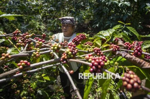 Kopi Robusta Indonesia Menguat, Eksportir Raih Peluang Emas