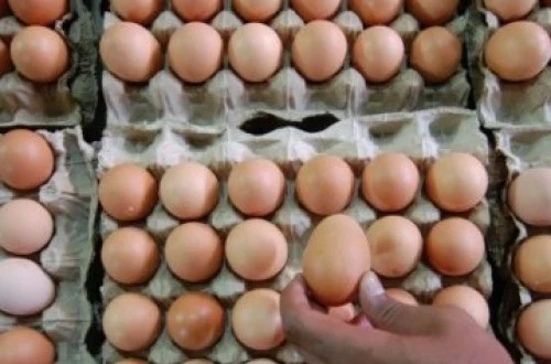 MBG Jadi Kunci Stabilisasi Harga Telur Ayam Peternak