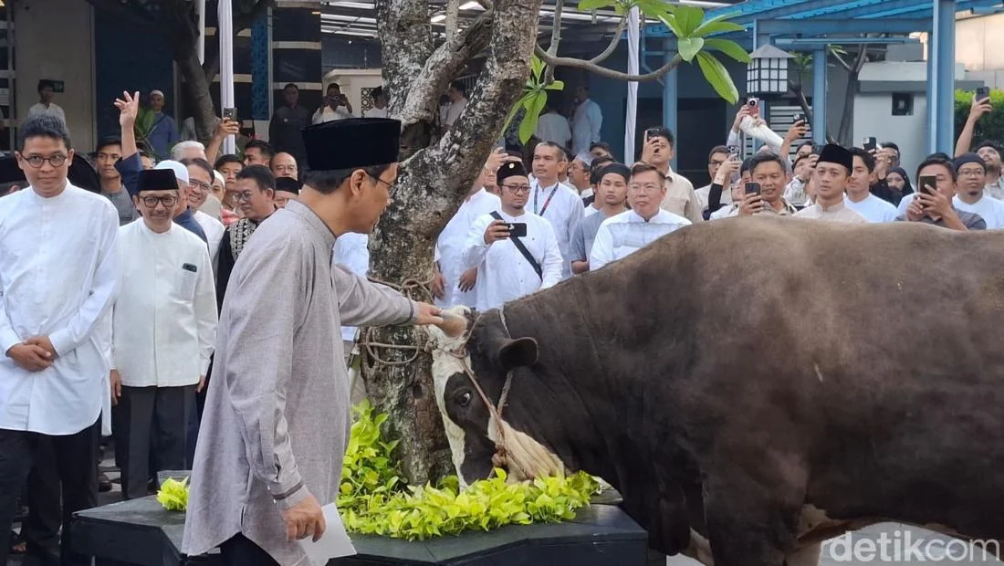 Menkeu Purbaya Berkurban Sapi Raksasa, Dana dari Dana Haji Batal