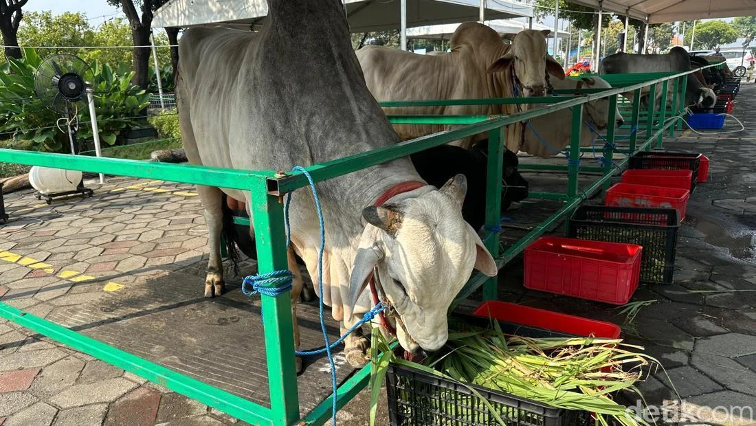 Pajak Hewan Kurban Bebas PPN, DJP Jelaskan Syaratnya