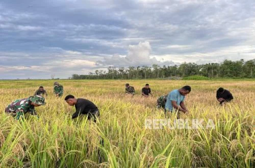 Panen Sawah Cetak Perdana Papua Selatan: Jaga Ketahanan Pangan Nasional