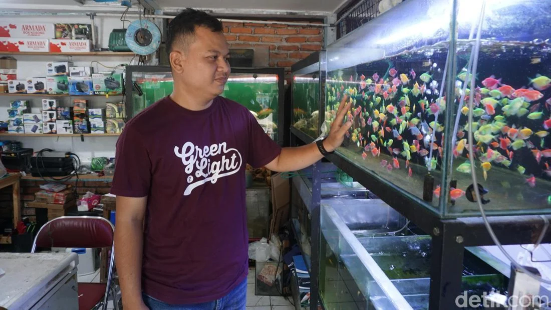 Pedagang Ikan Hias Bogor Raih Mimpi, Sukses Berkat Ketekunan & KUR BRI