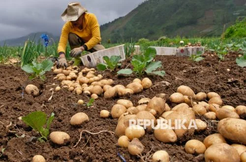 Pelemahan Rupiah Gempur Desa, Klaim Prabowo Keliru