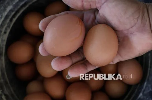 Pemerintah Dorong Program Gizi Perbanyak Telur untuk Stabilkan Harga