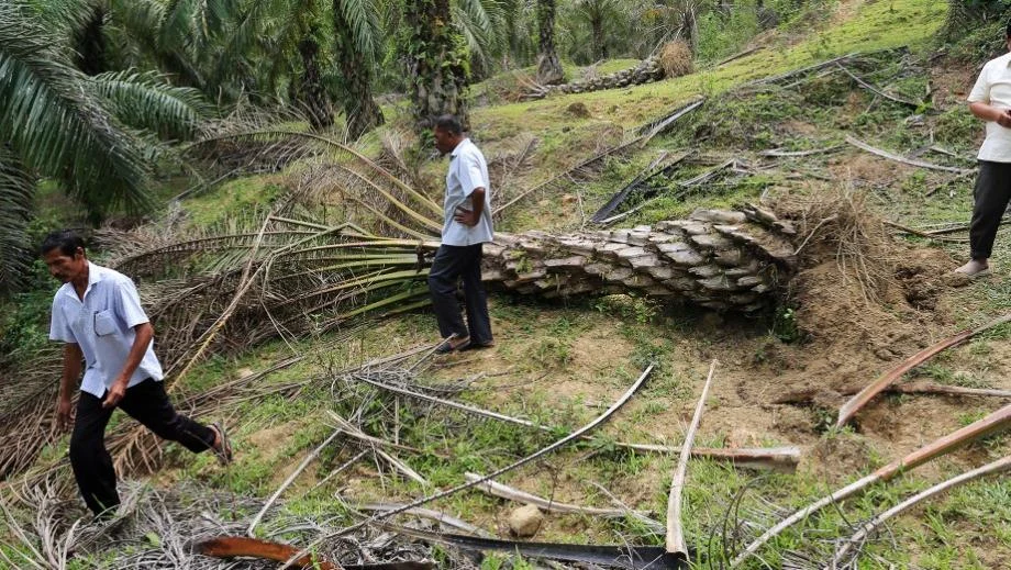 Perbedaan Perlakuan Industri Tambang & Sawit Disebutkan
