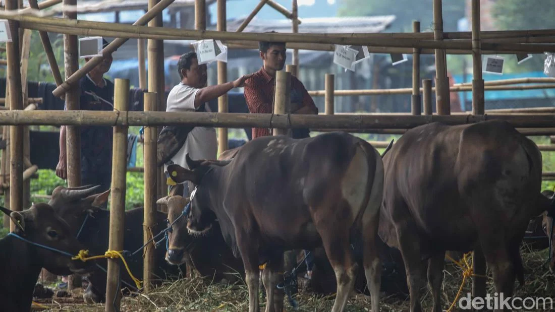 Persiapan Idul Adha 2026: Hewan Kurban di Penggilingan Mulai Diburu Pembeli