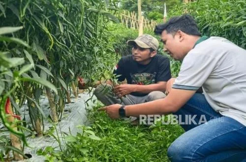 Petani Adaptasi Cabai Keriting Hadapi Kemarau di Sukabumi