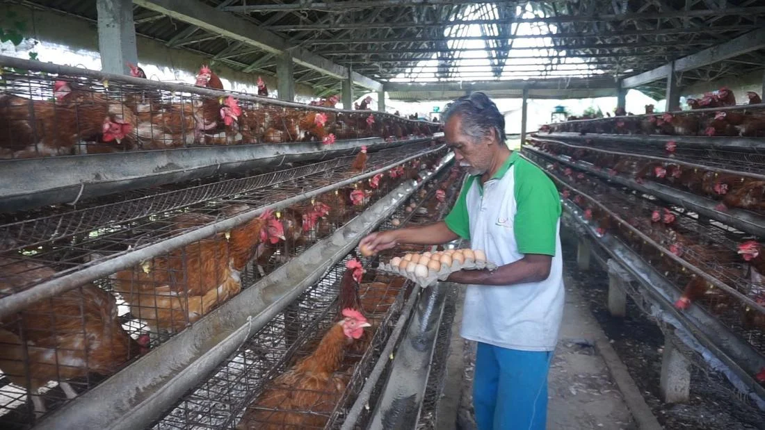 Peternak Protes, Harga Telur Anjlok di Bawah HAP