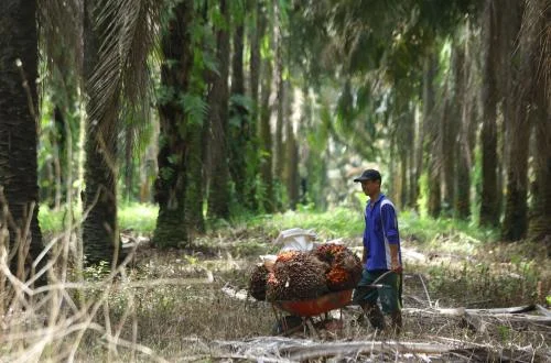 POPSI: DSI Sebaiknya Awasi Sistem Perdagangan Sawit Digital