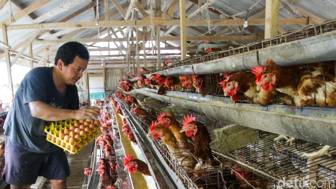 Program Makan Bergizi Picu Lonjakan Populasi Ayam Petelur 30%