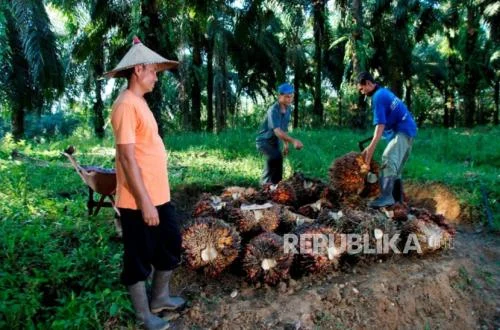 PTPN IV PalmCo Jamin Pembelian TBS Petani Sesuai Aturan