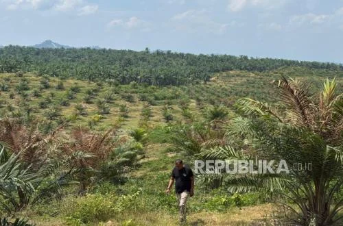 Rupiah Melemah, Industri Sawit Terancam Lonjakan Biaya Impor