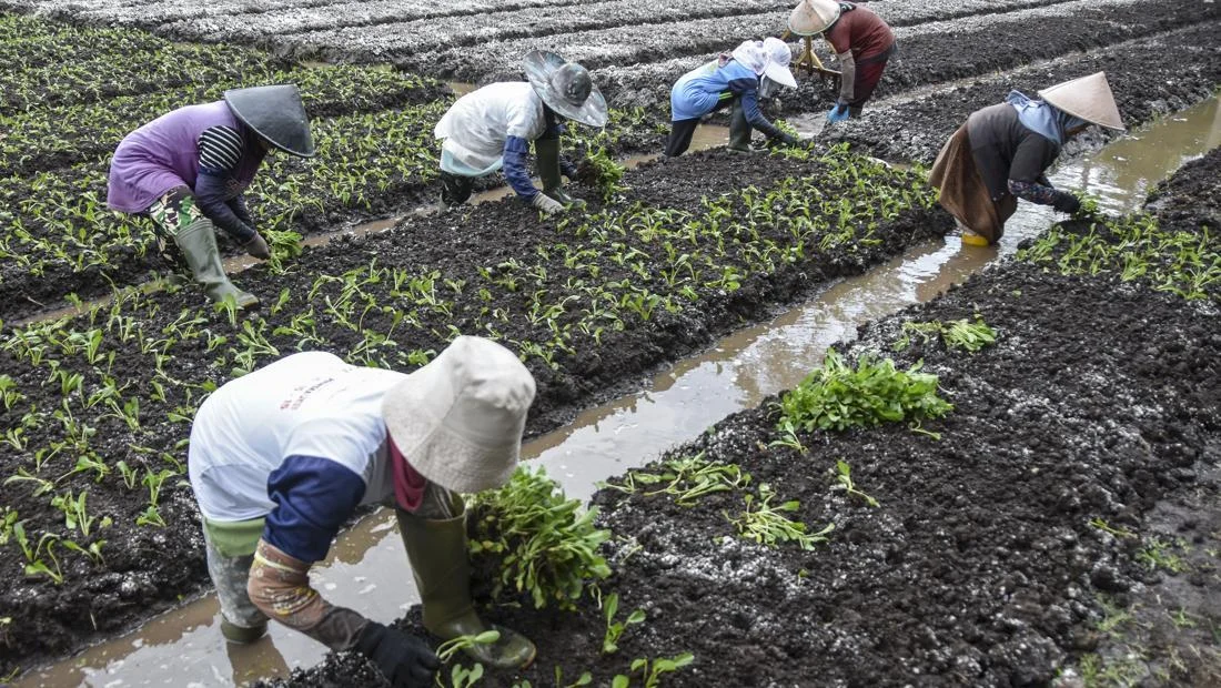 Rupiah Melemah, Petani Kecil Tertekan Biaya Produksi Impor