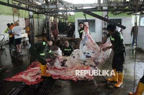 Sapi Kurban Prabowo 1,25 Ton Diseleksi Ketat, Bantuan Presiden Lazim