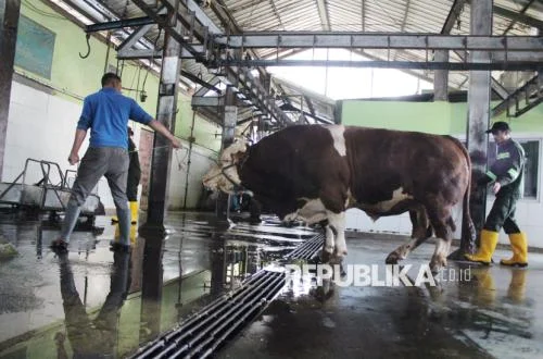 Sapi Kurban Prabowo dari APBN Sah, Ini Penjelasannya