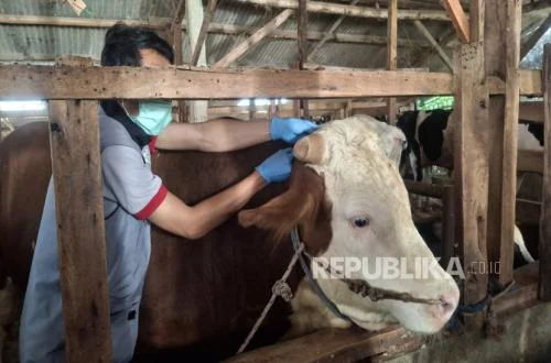 Sapi Kurban Presiden Prabowo dari Cisarua, Surplus Ternak Idul Adha