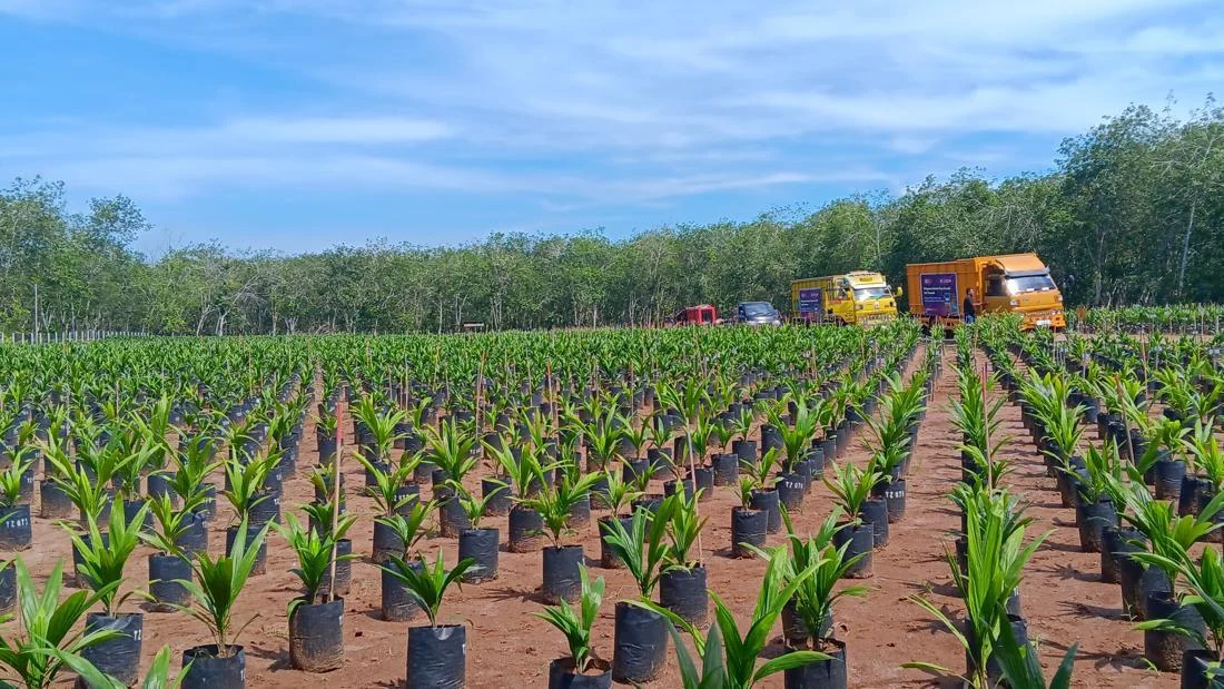 SDG Sawit Tanzania Diperkaya untuk Produktivitas Nasional