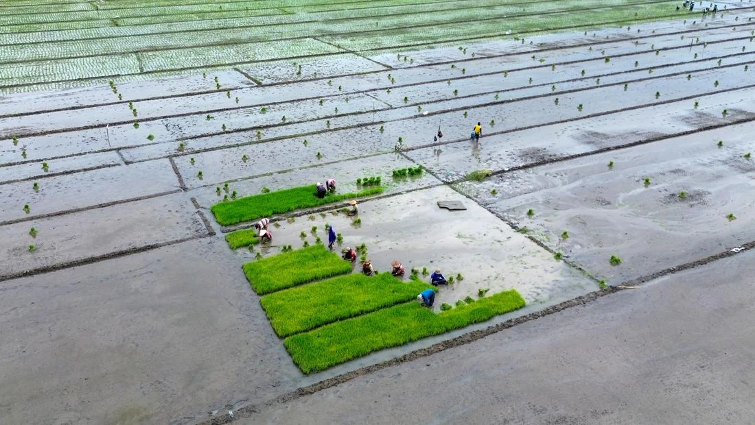 Swasembada Pangan Tercapai Meski Sawah Menyusut: Strategi Jitu Kementan