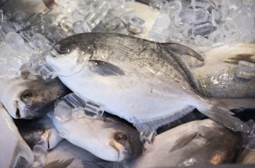 Tilapia Jadi Andalan Ekspor Perikanan Indonesia ke AS & Eropa