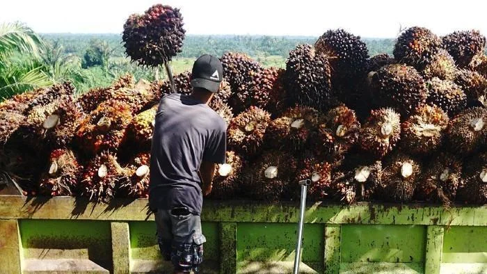 Perizinan Tambang vs. Sawit: Perbedaan Mendasar di Era OSS