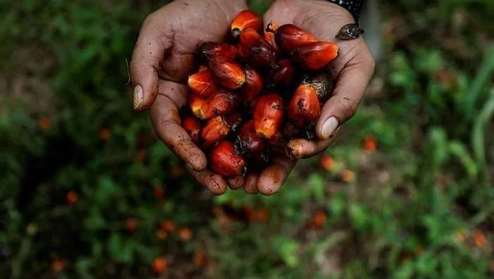 Sawit Terjepit: Ketidakpastian Hukum Hambat Investasi Nasional